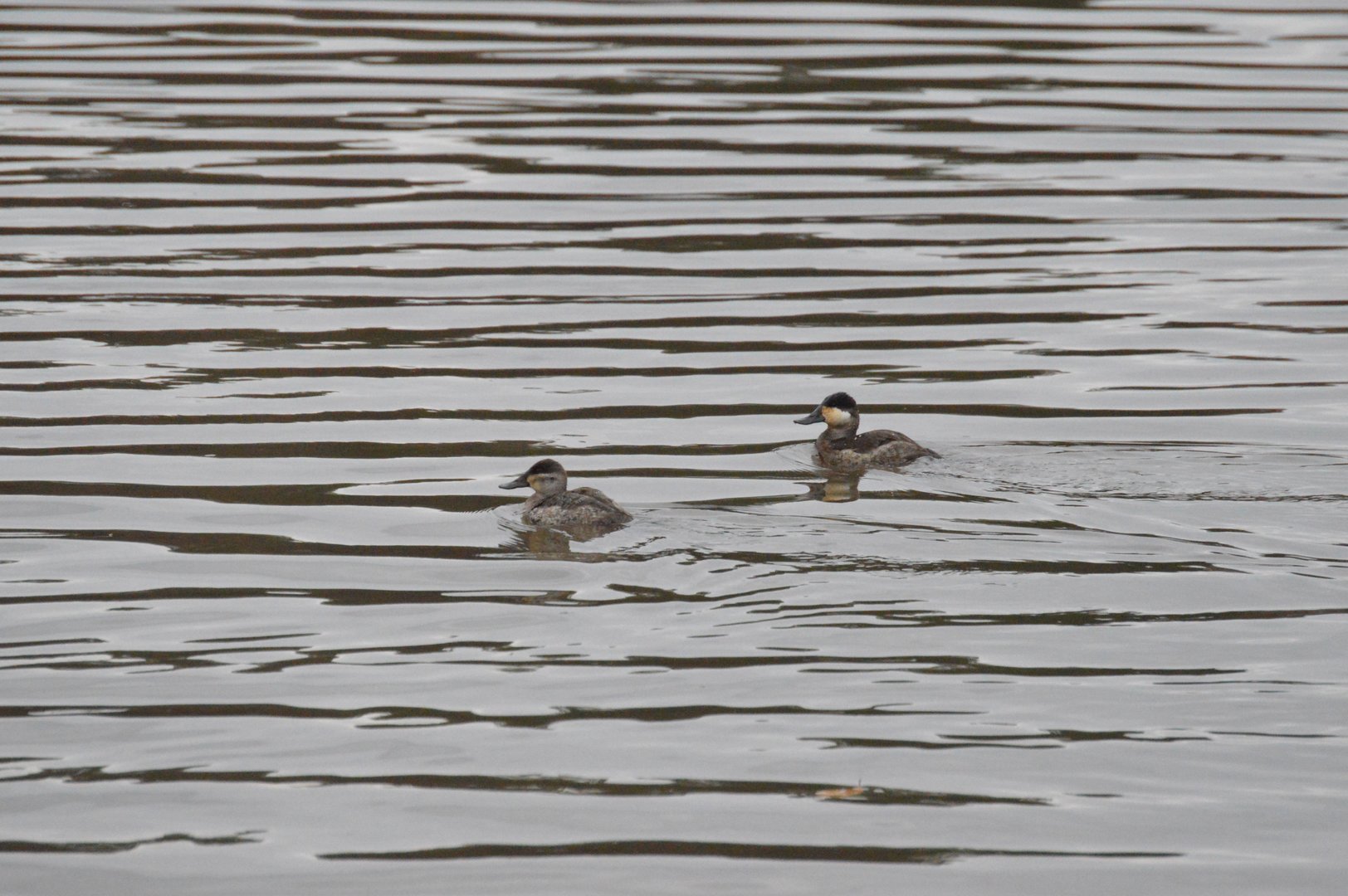 Ruddy Ducks (Oxyura jamaicensis)