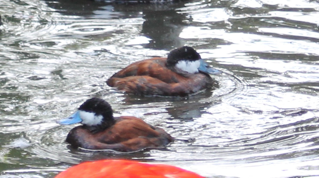 Ruddy ducks