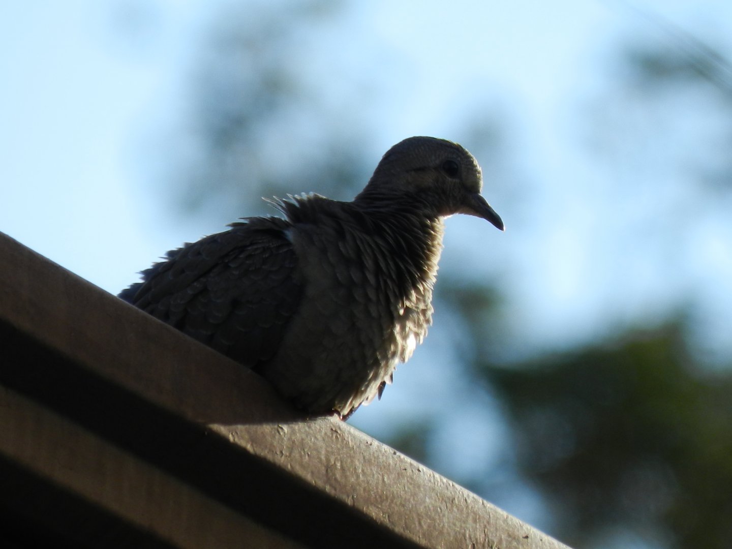 Ruddy ground dove - Belo Horizonte, MG Brazil
