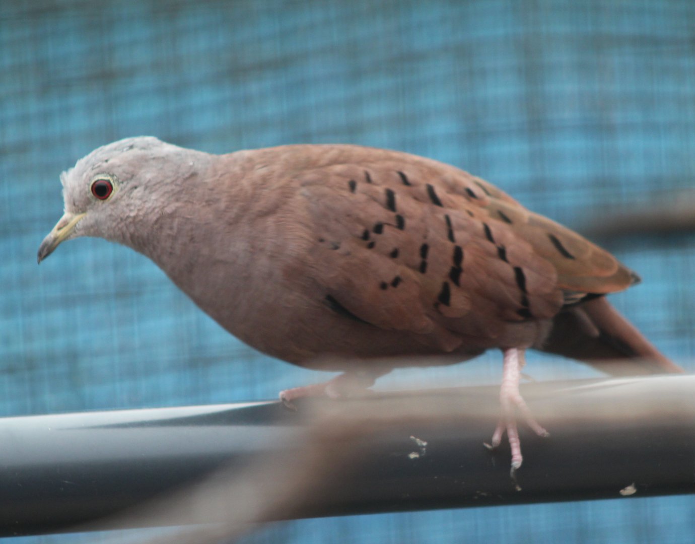 Ruddy ground-dove - Columbina talpacoti