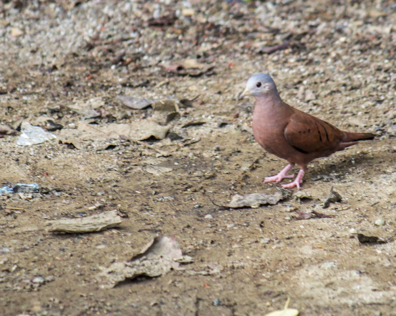 Ruddy ground dove, Columbina talpacoti