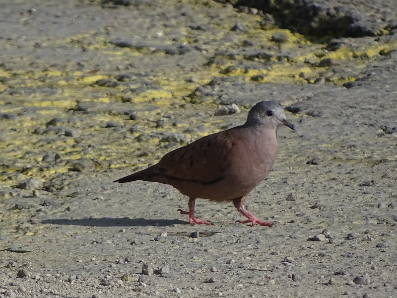Ruddy ground-dove (Columbina talpacoti)