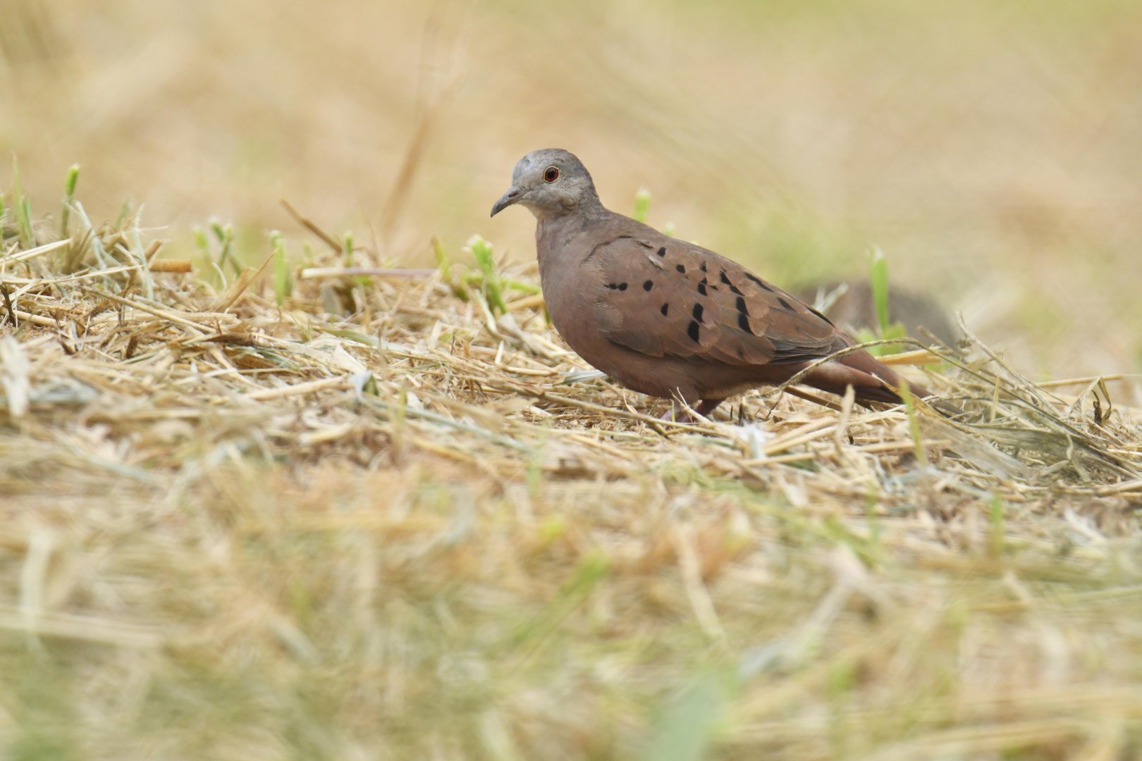 Ruddy Ground Dove (Columbina talpacoti)