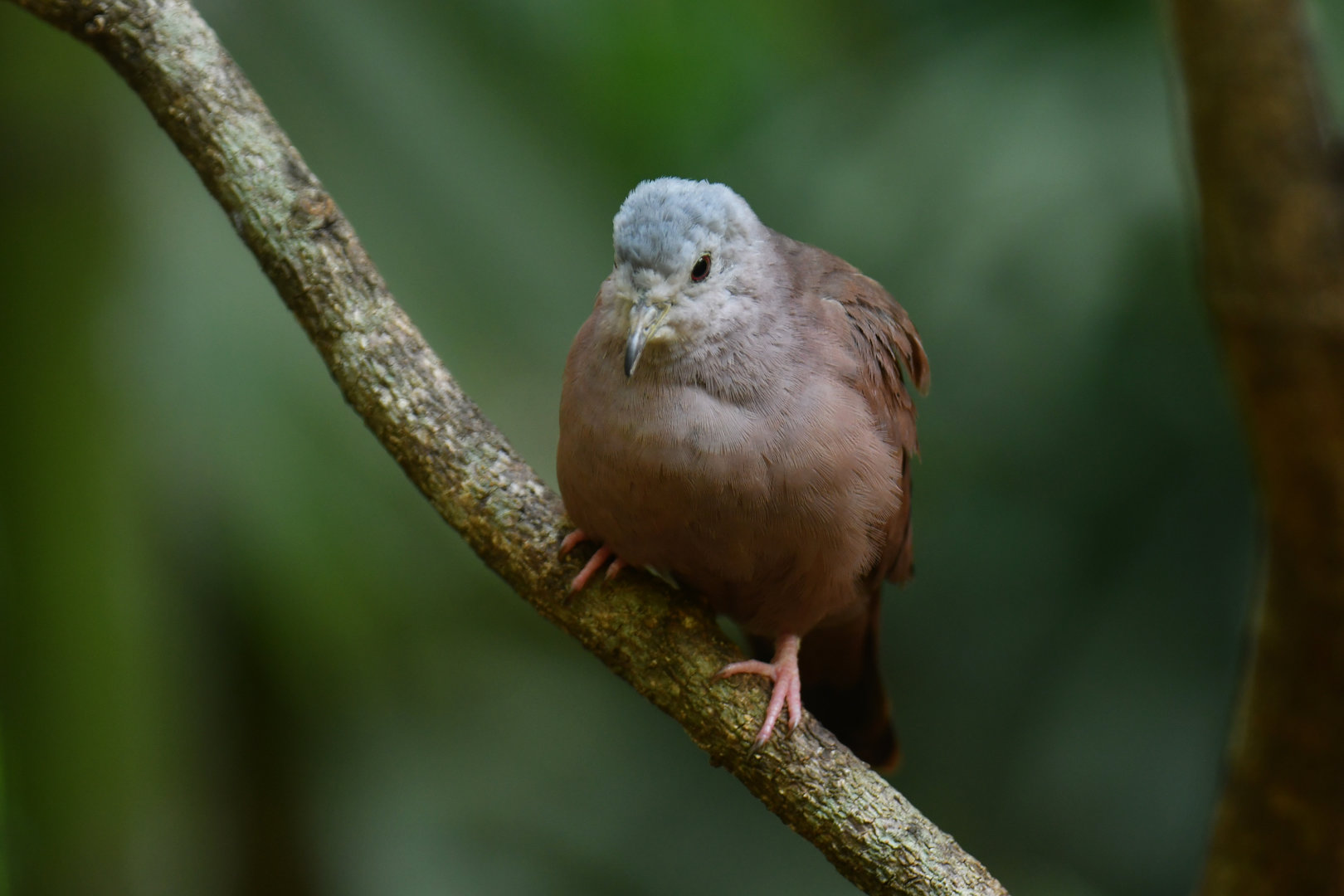 Ruddy Ground-Dove Columbina talpacoti
