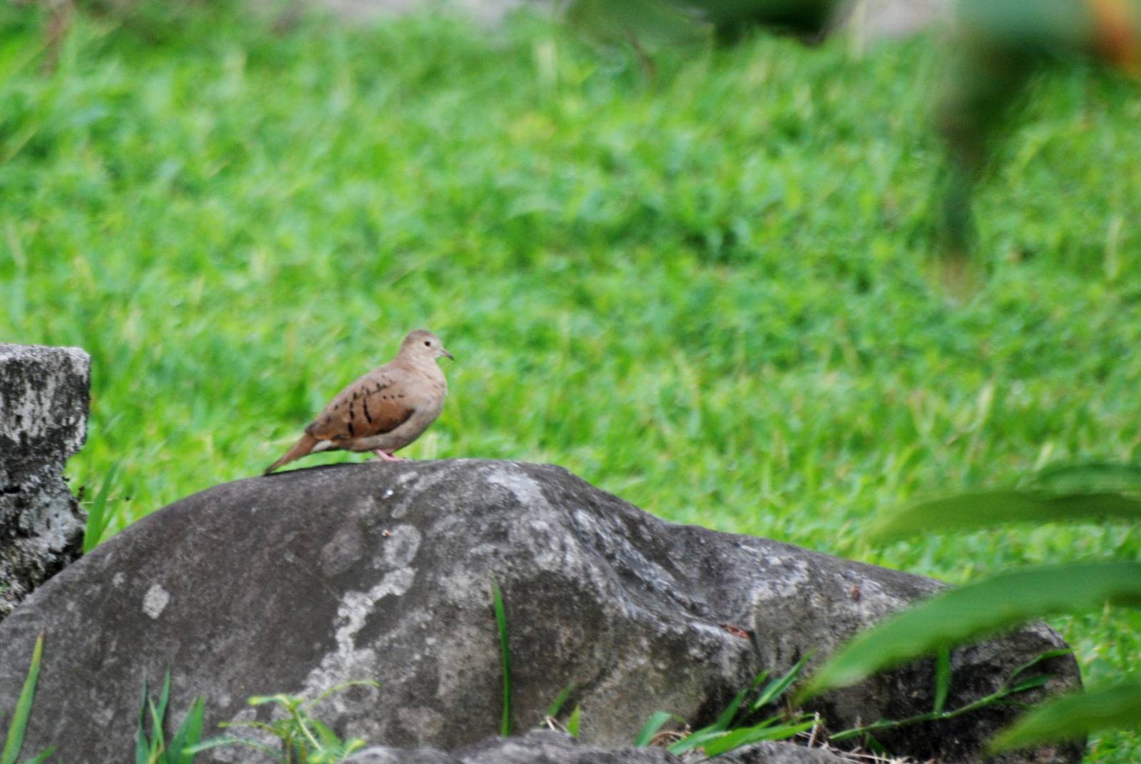 Ruddy Ground Dove in La Fortuna, 18/04/14