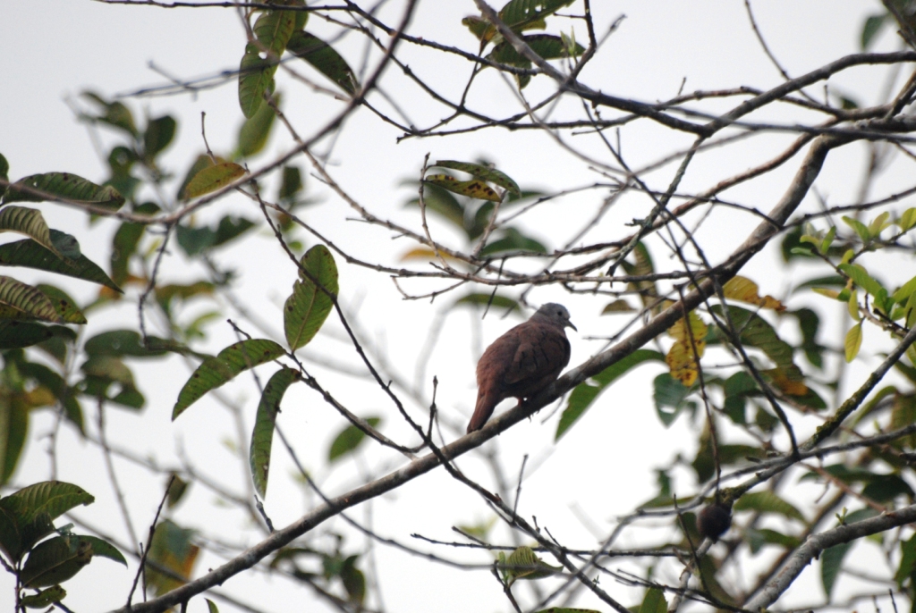 Ruddy Ground-Dove in La Fortuna, 19/04/14