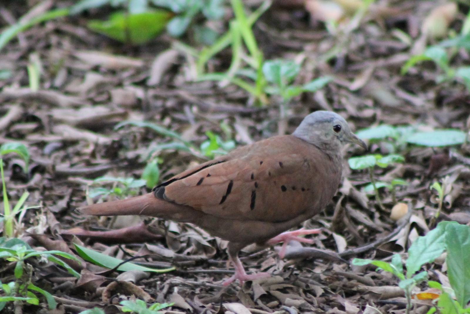Ruddy ground dove