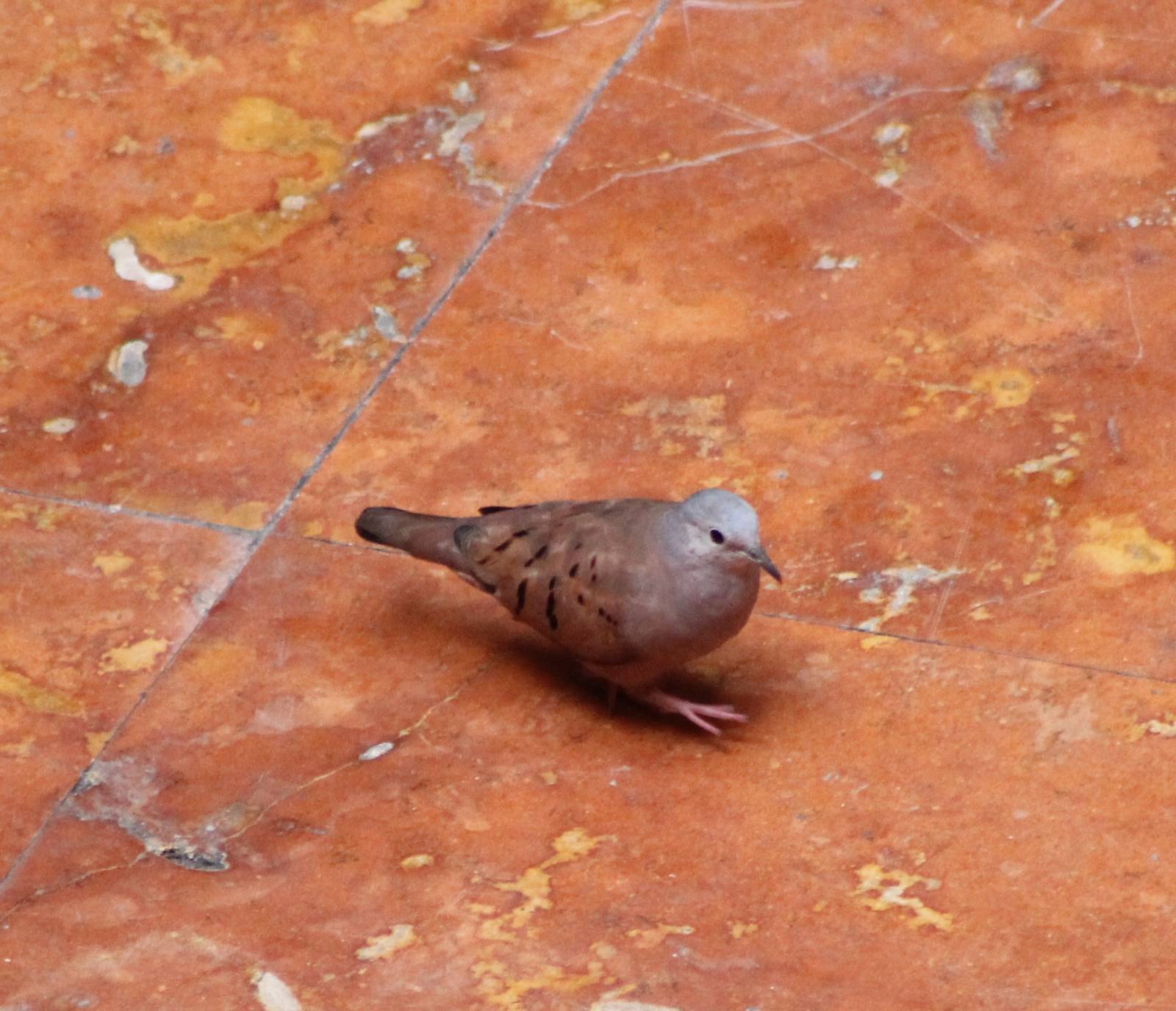 Ruddy ground dove