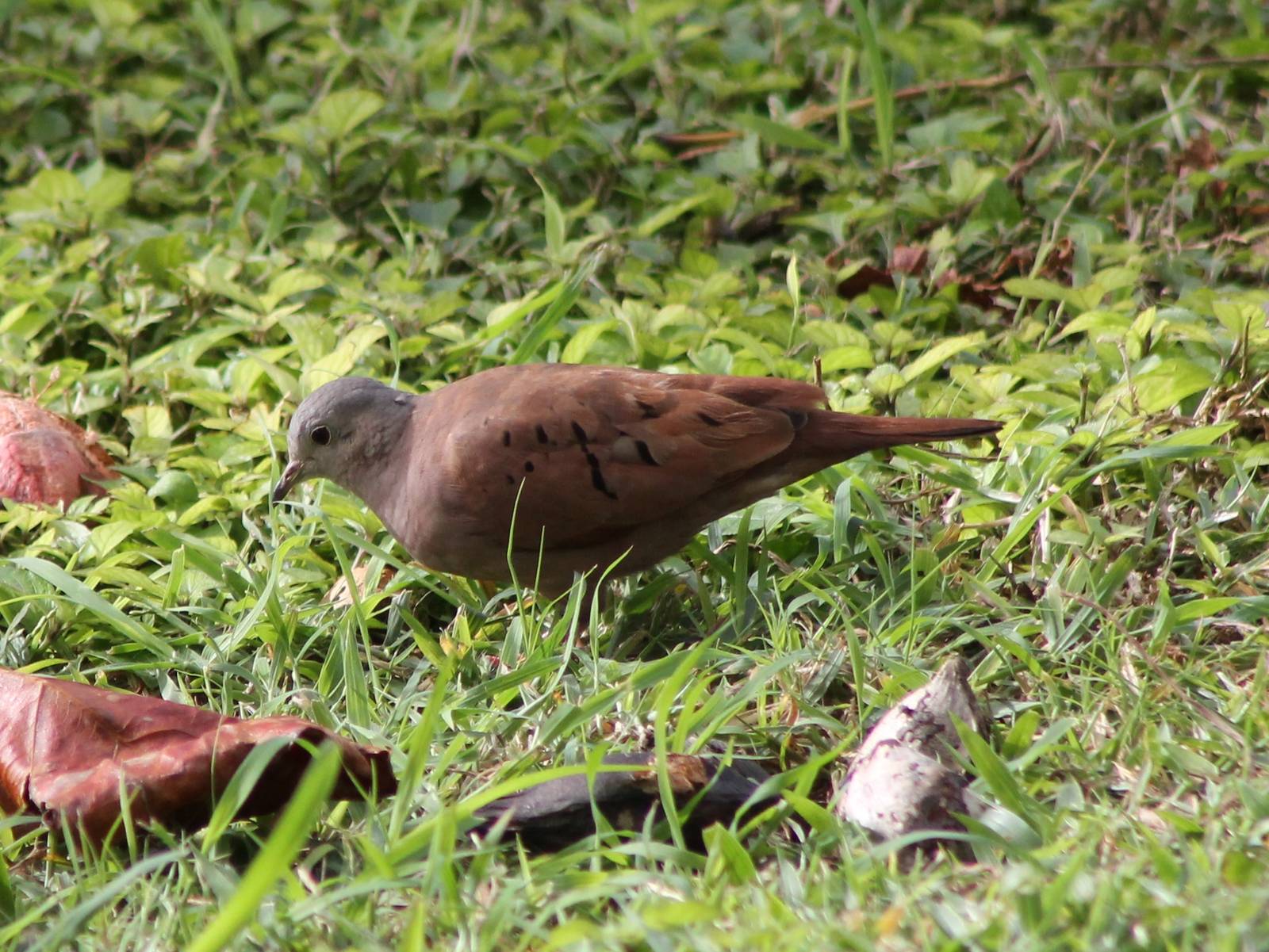 Ruddy ground dove