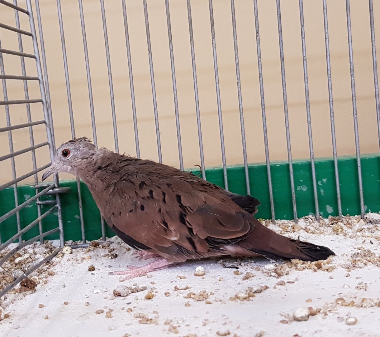 Ruddy ground dove