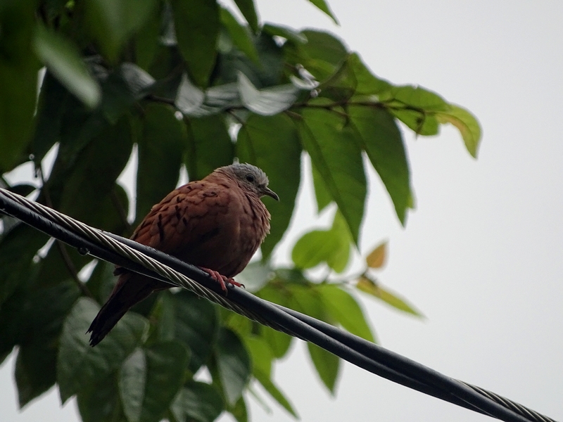 Ruddy ground-dove