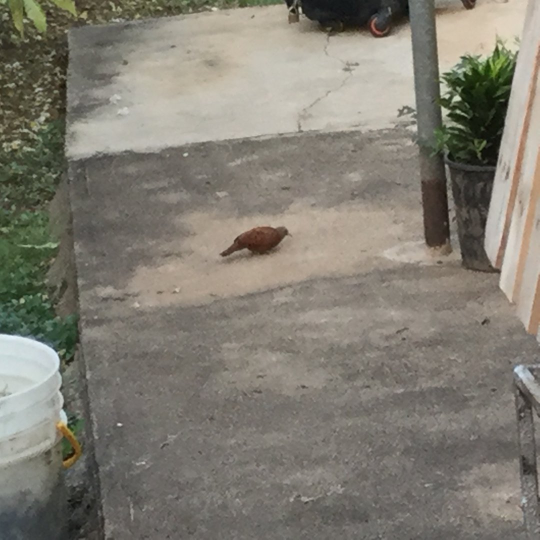 Ruddy Ground dove