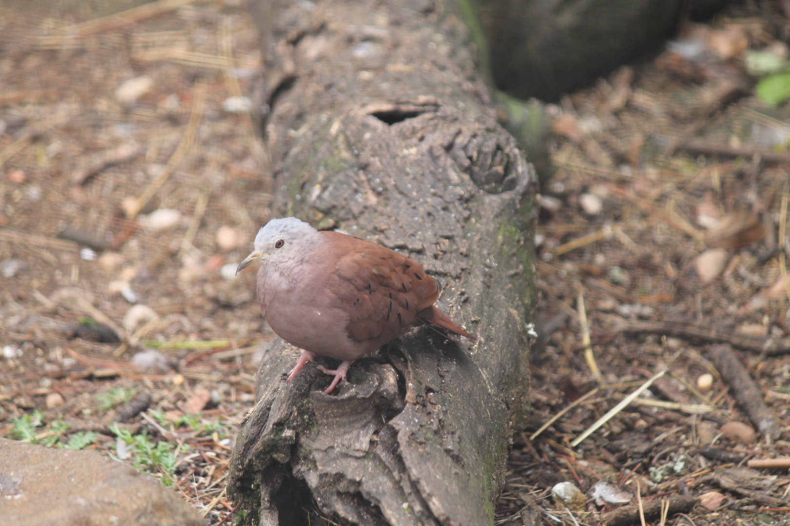 Ruddy Ground Dove