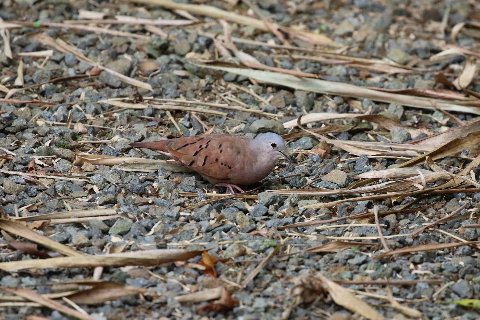 Ruddy Ground-Dove