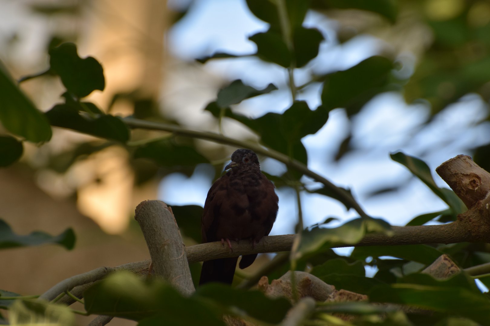 Ruddy ground-dove
