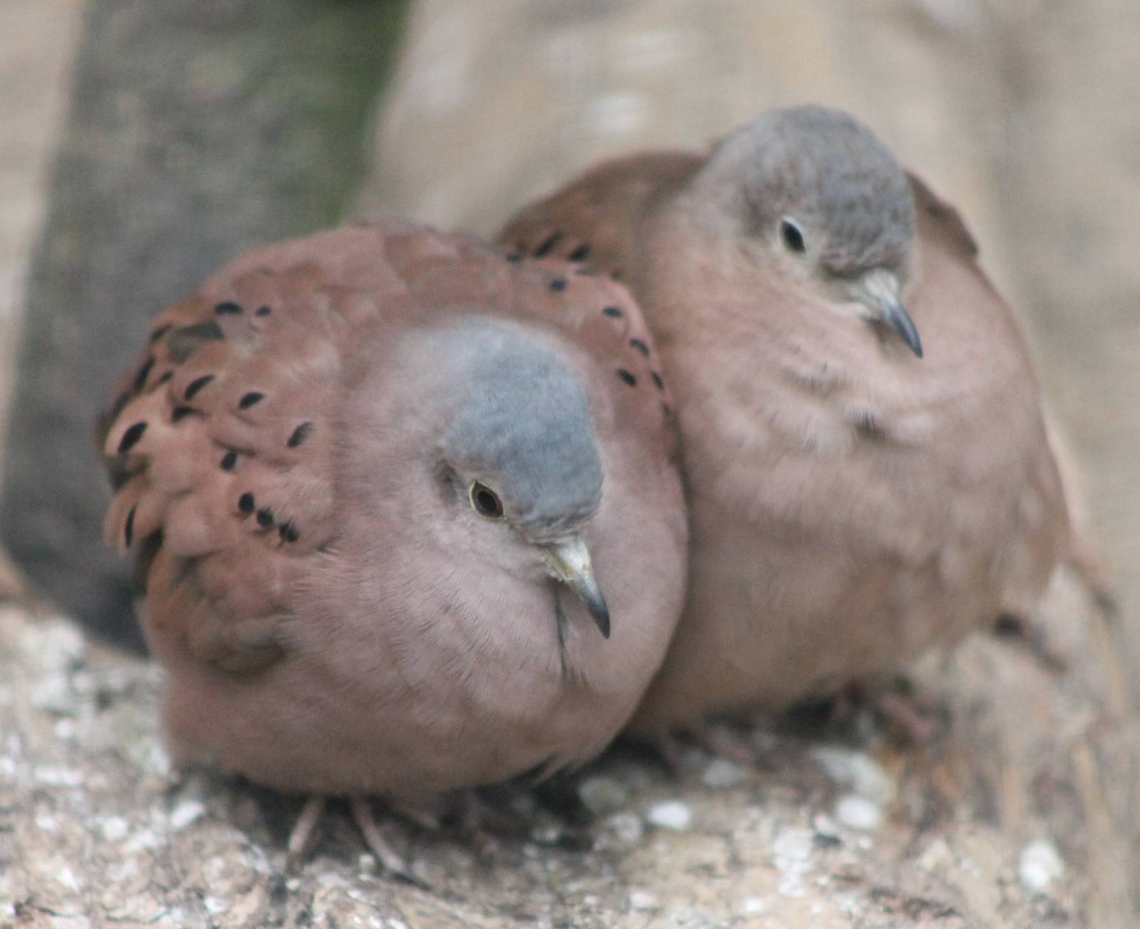Ruddy ground doves