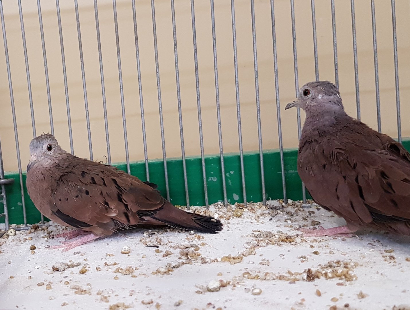 Ruddy ground doves