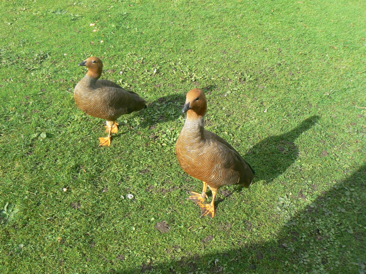 Ruddy-headed Goose - 14 October 2017