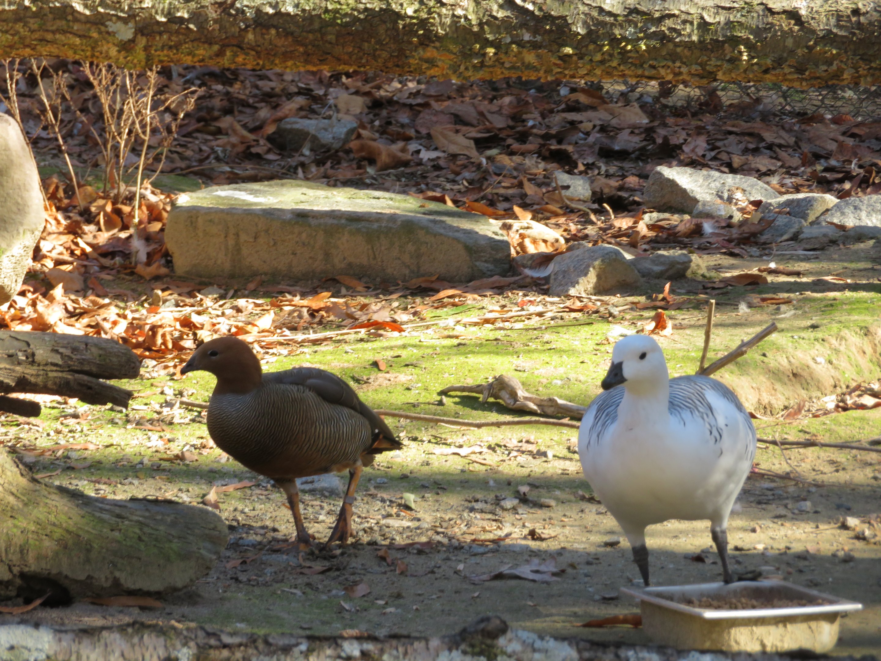 Ruddy-headed Goose and Upland Goose