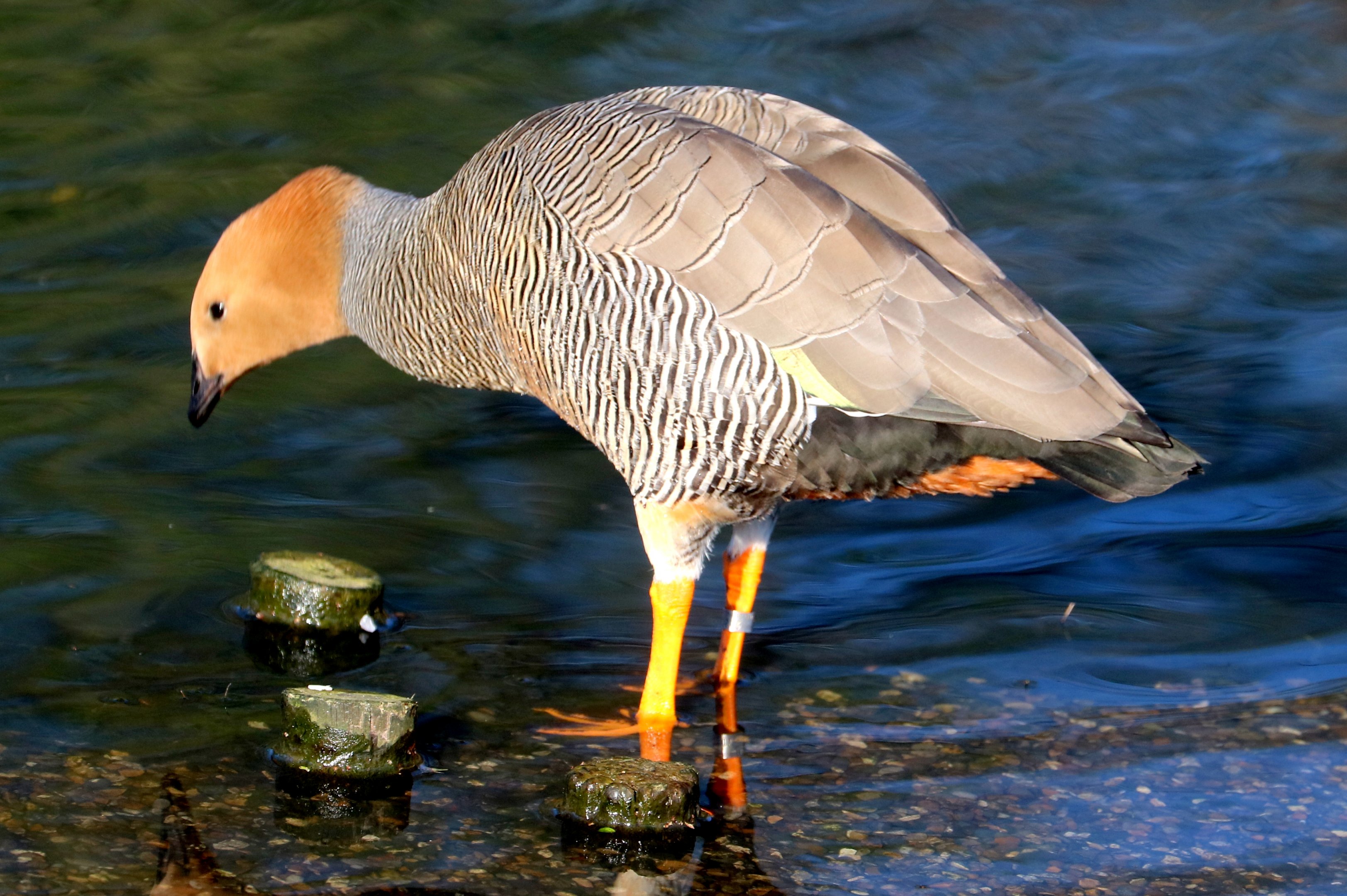 Ruddy-headed goose; Barnes; 19th March 2022
