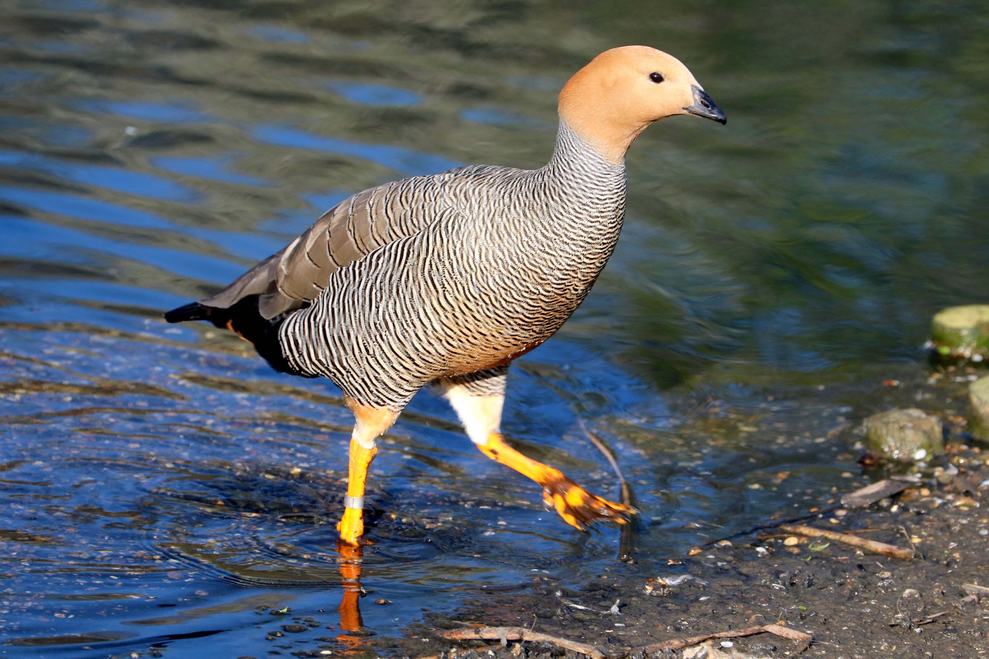Ruddy-headed goose; Barnes; 19th March 2022