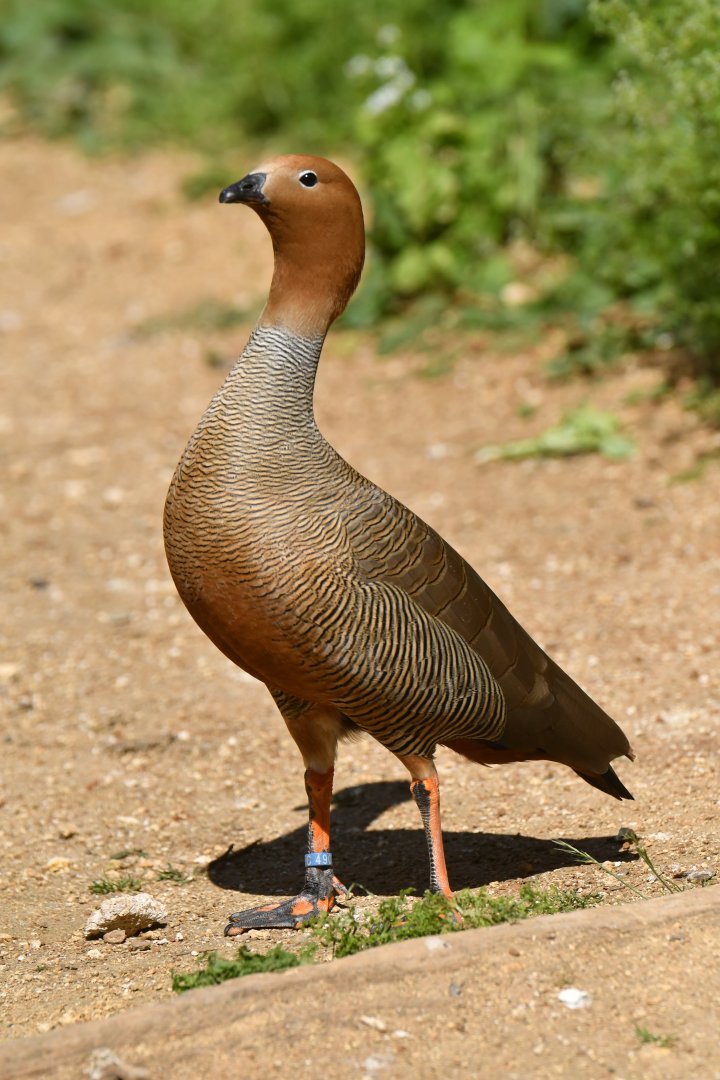 Ruddy-headed Goose (Chloephaga rubidiceps)