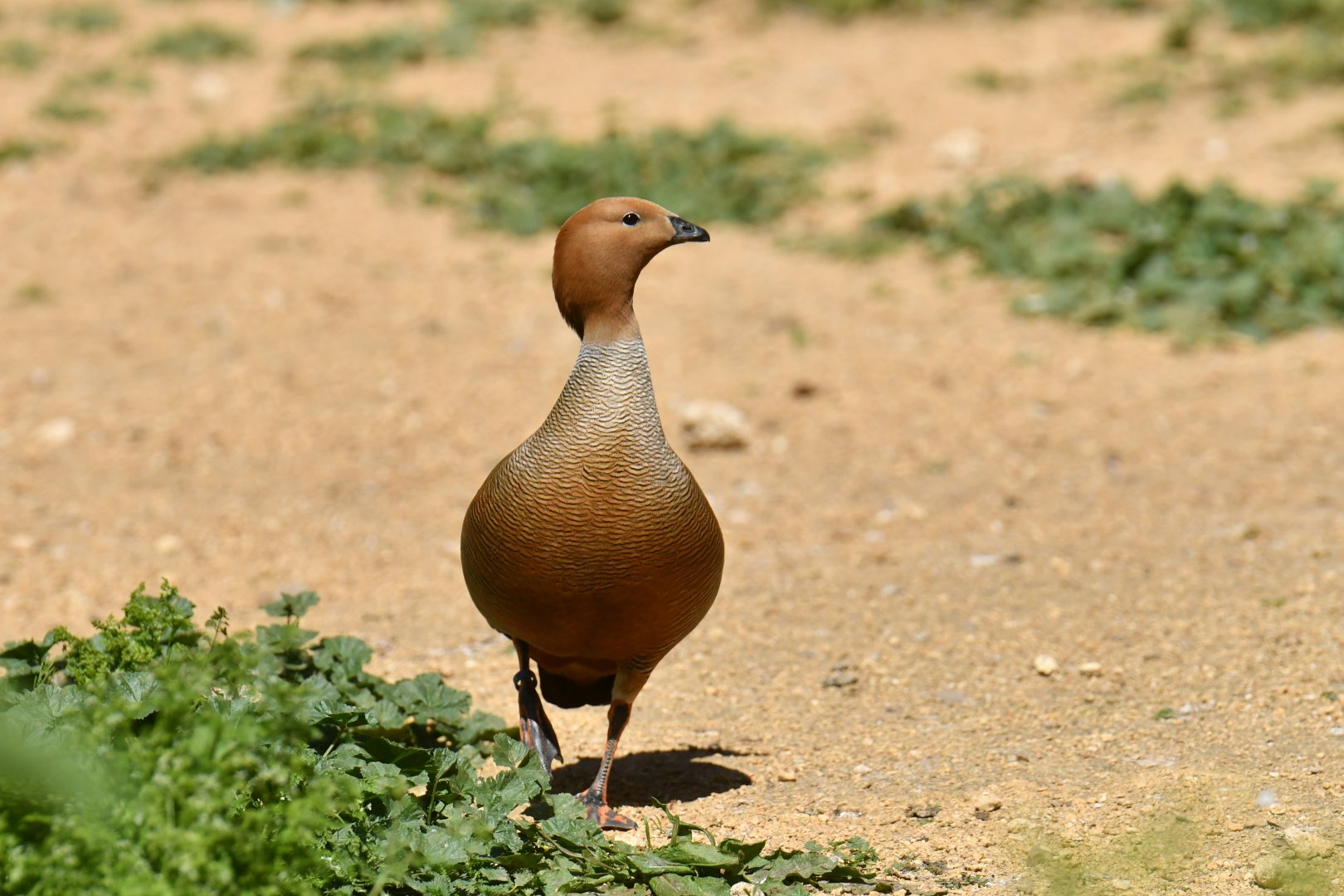Ruddy-headed Goose (Chloephaga rubidiceps)