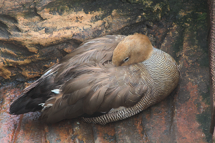 Ruddy-headed goose (Chloephaga rubidiceps)