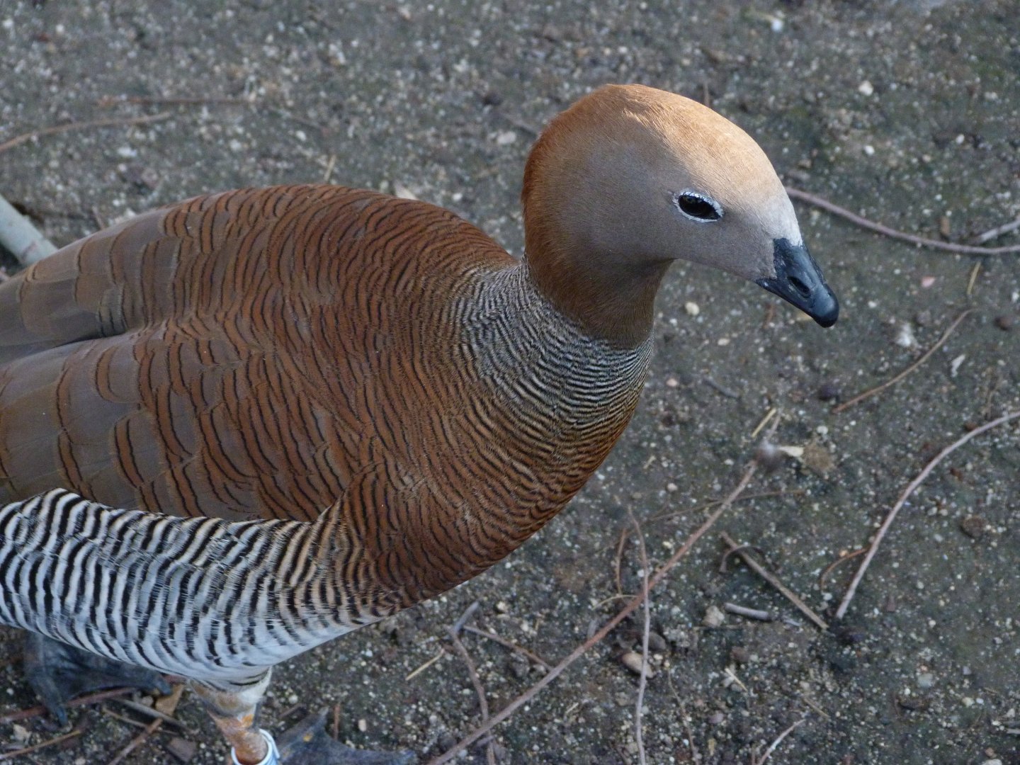 Ruddy-headed goose -Faunia (2025)