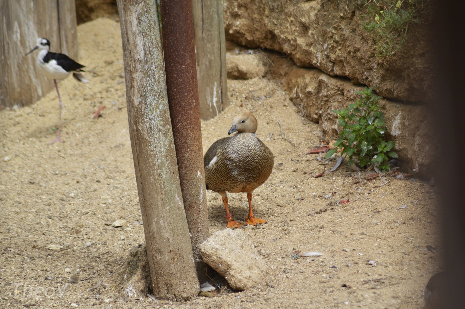 Ruddy-headed goose - Grande volière sud-américaine [2020]