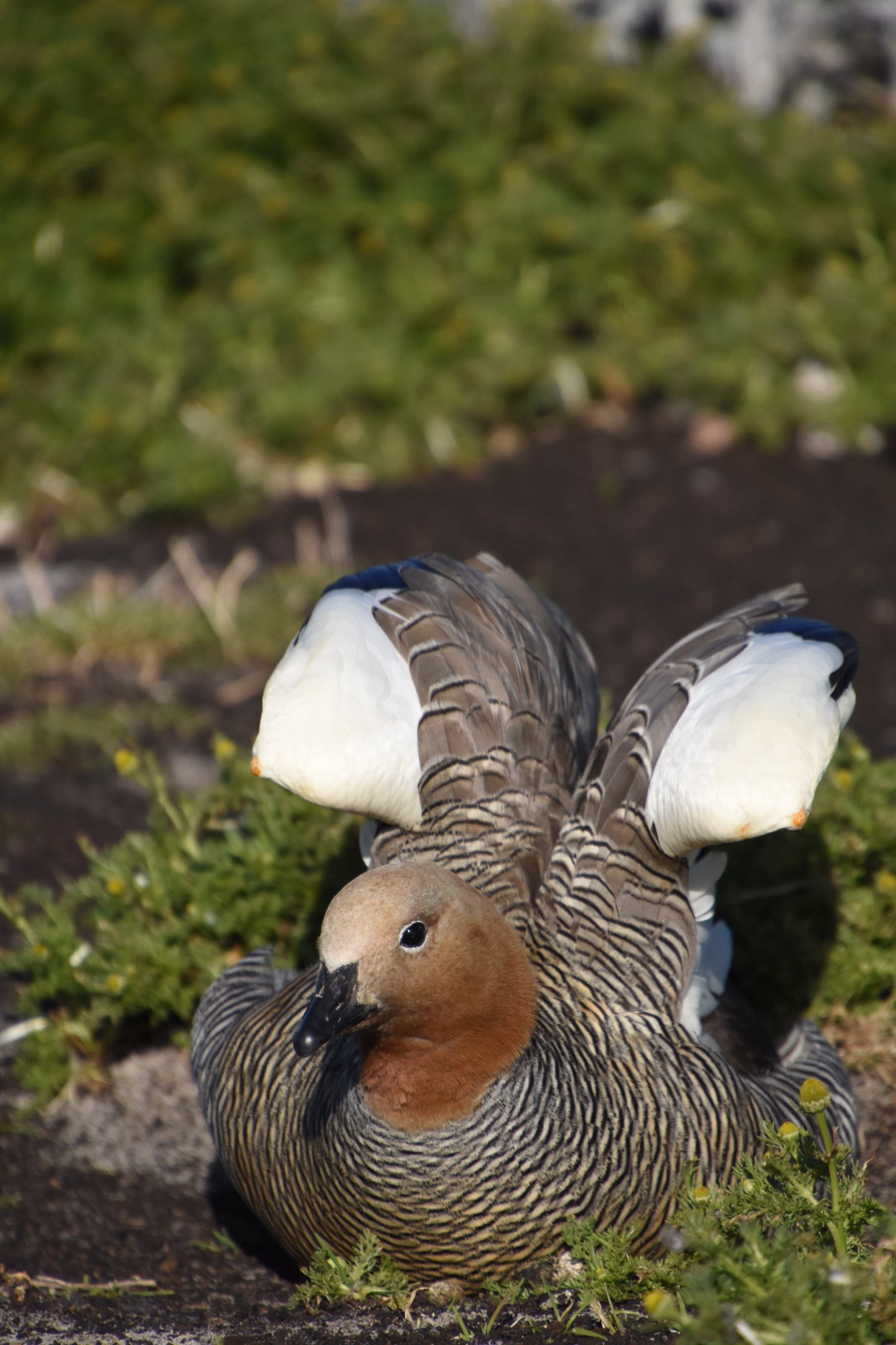 Ruddy-headed goose