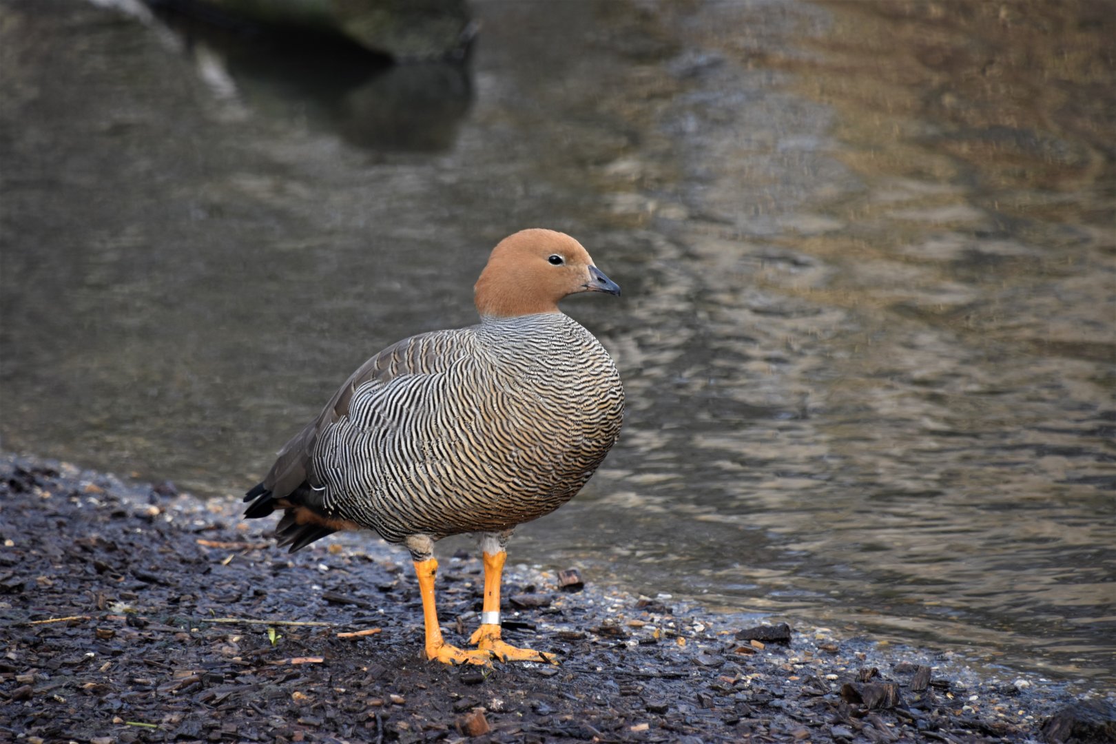 Ruddy-headed goose