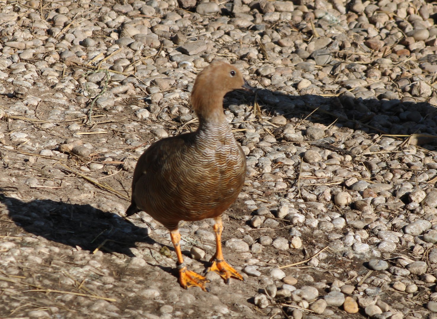 Ruddy-headed goose