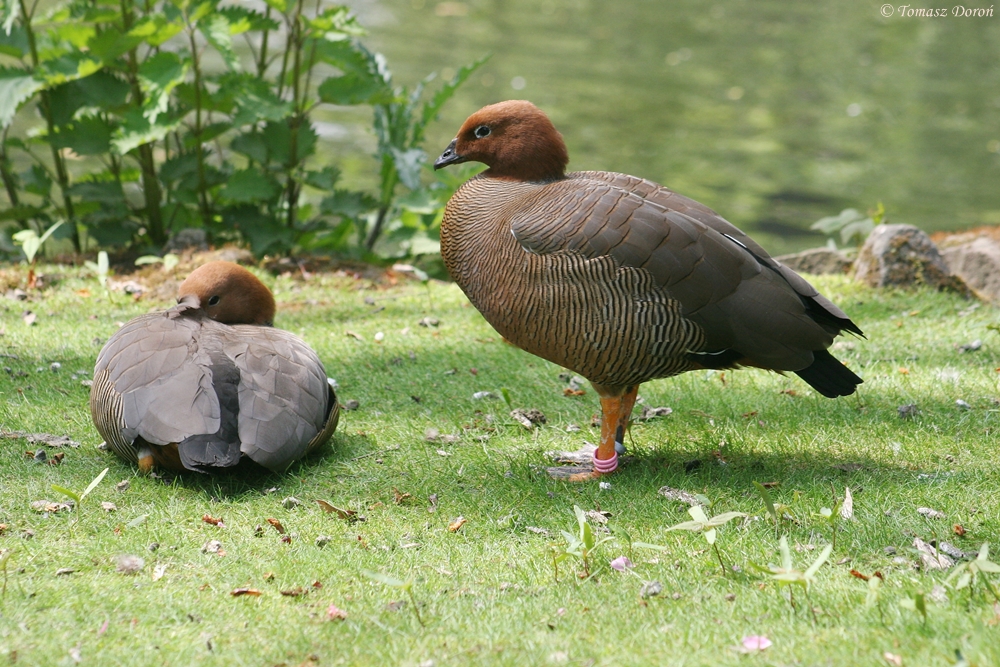 Ruddy-headed gooses (Chloephaga rubidiceps)