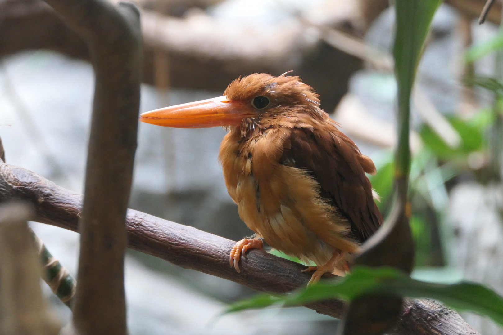 Ruddy Kingfisher (Halcyon coromanda bangsi)