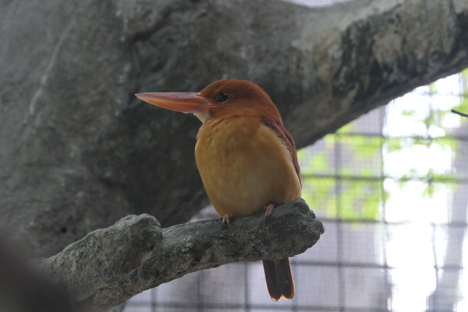 Ruddy Kingfisher (Halcyon coromanda major)