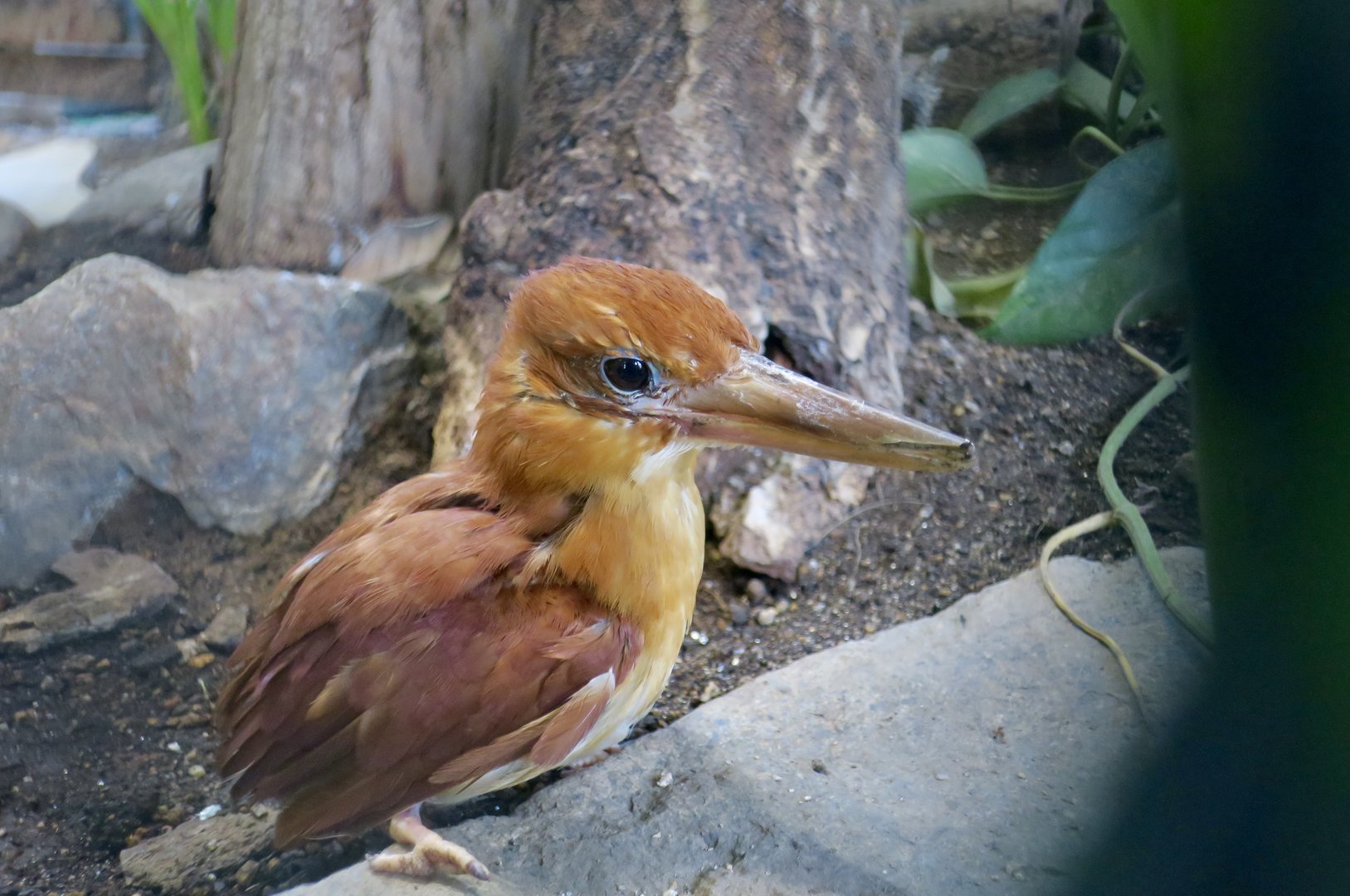 Ruddy Kingfisher (Halcyon coromanda)