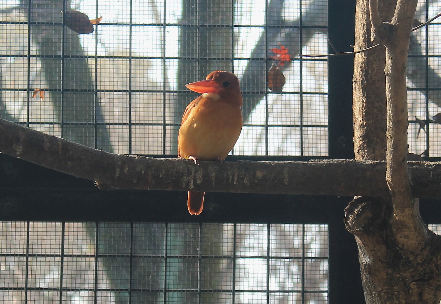Ruddy Kingfisher (Halcyon coromanda)