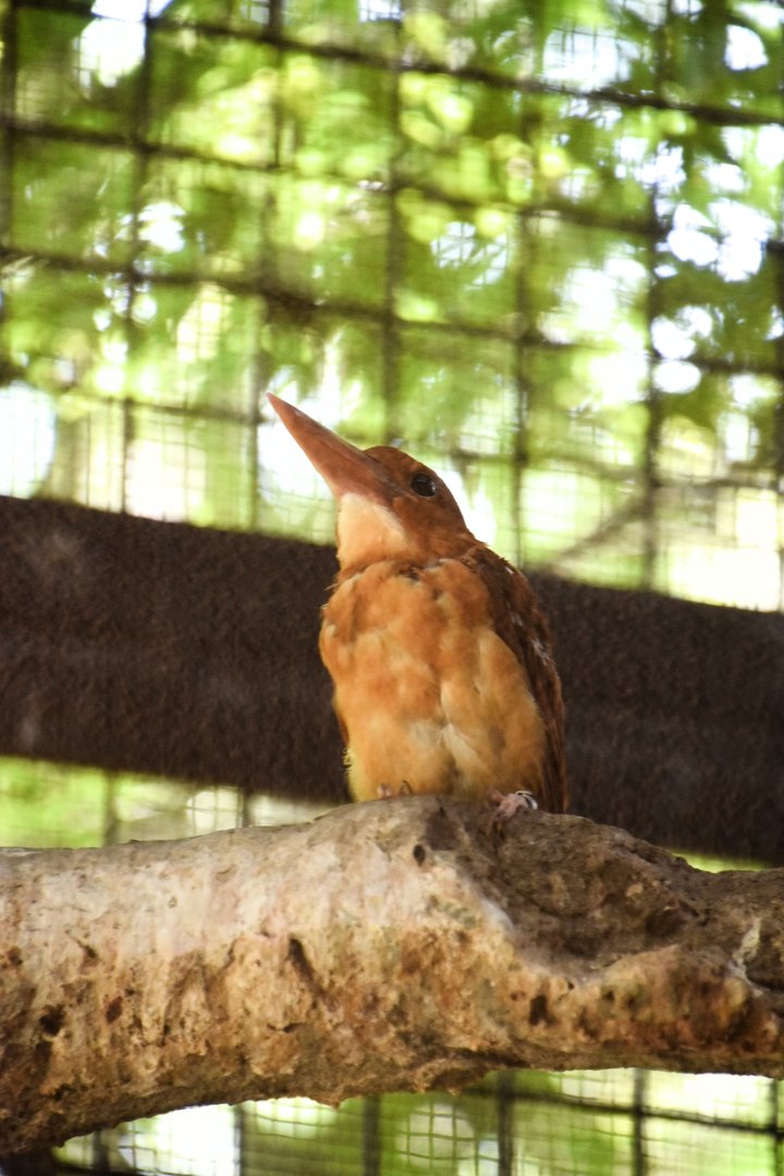 Ruddy kingfisher (Halycon coromanda)