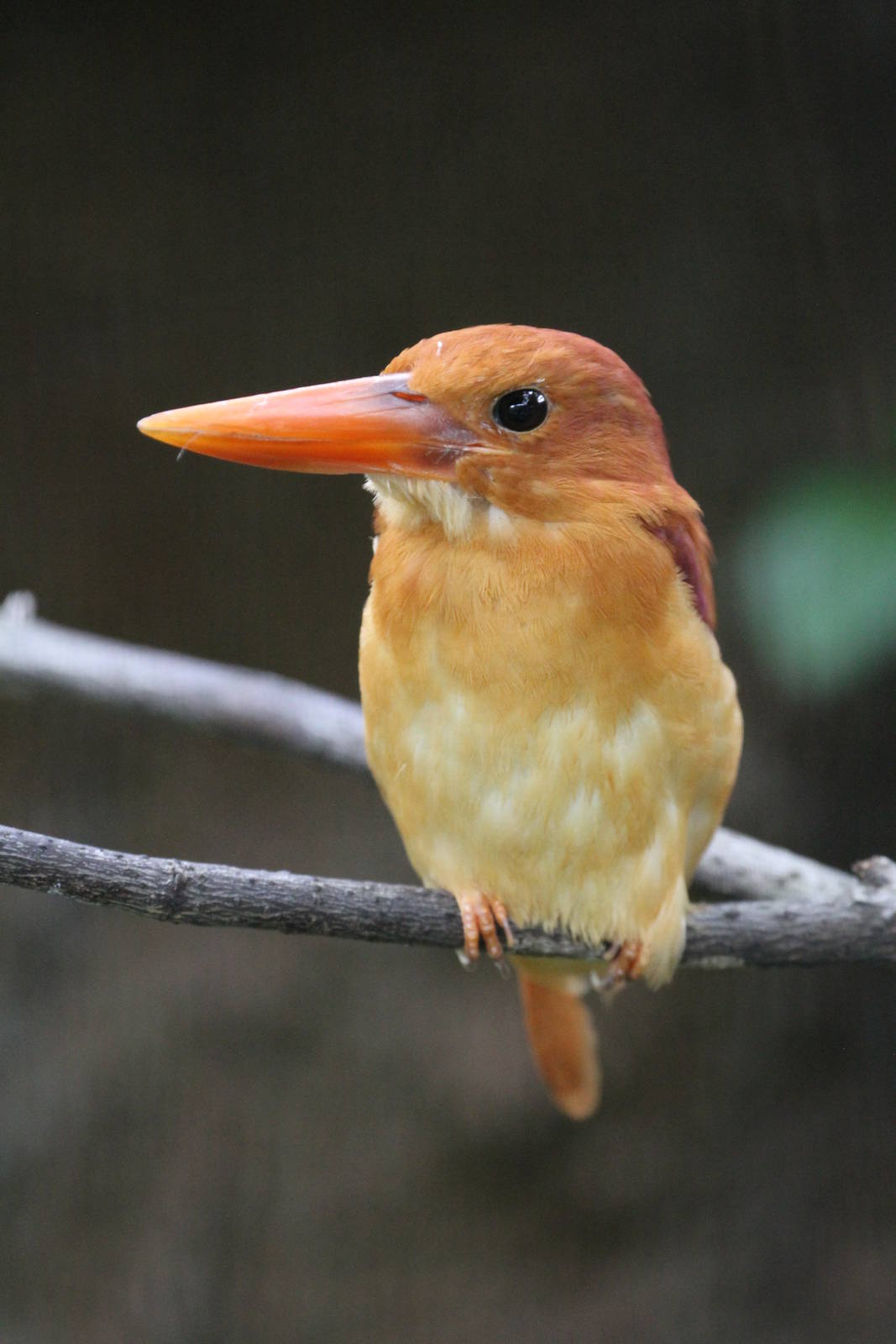 Ruddy Kingfisher