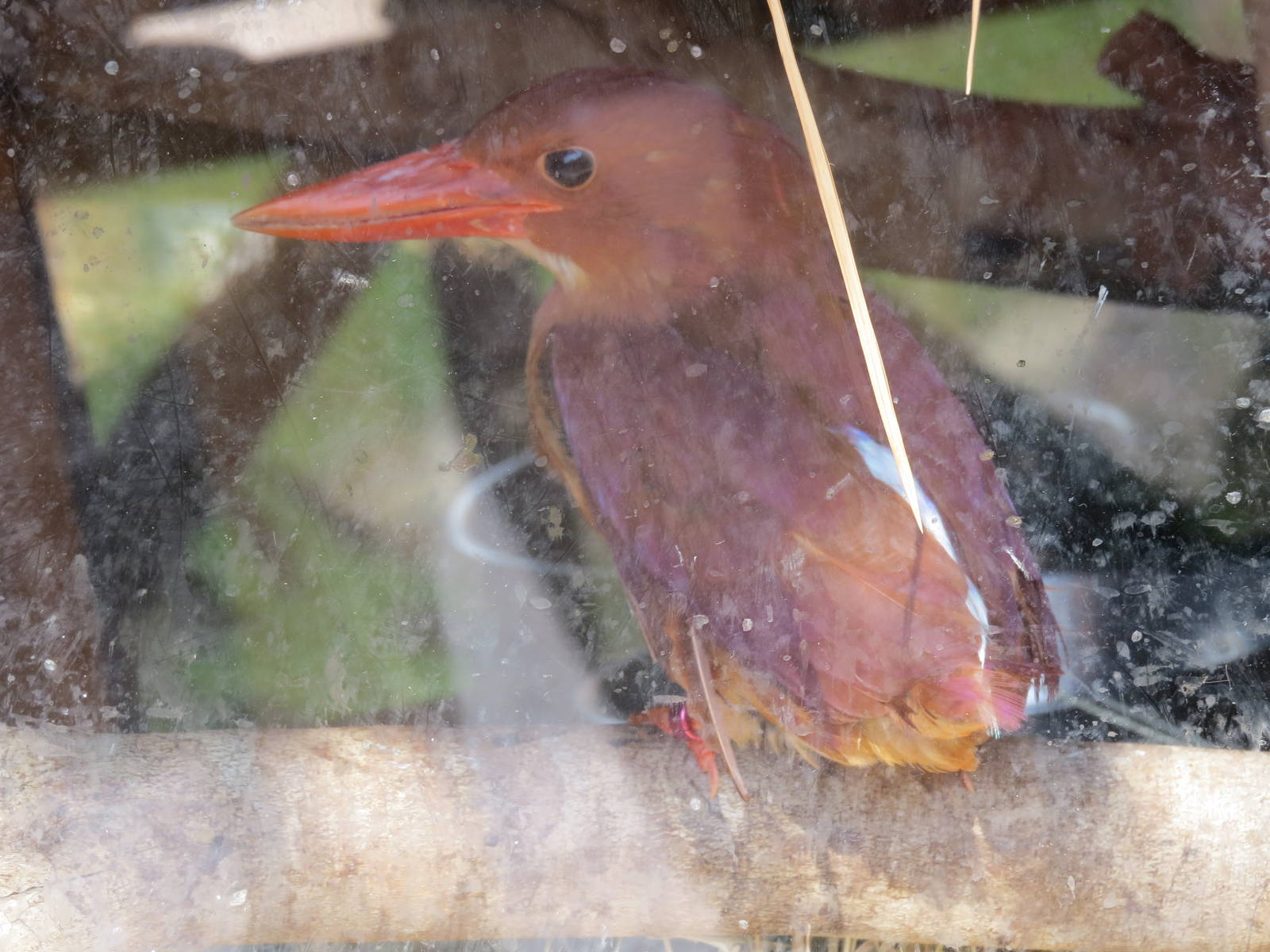 Ruddy kingfisher