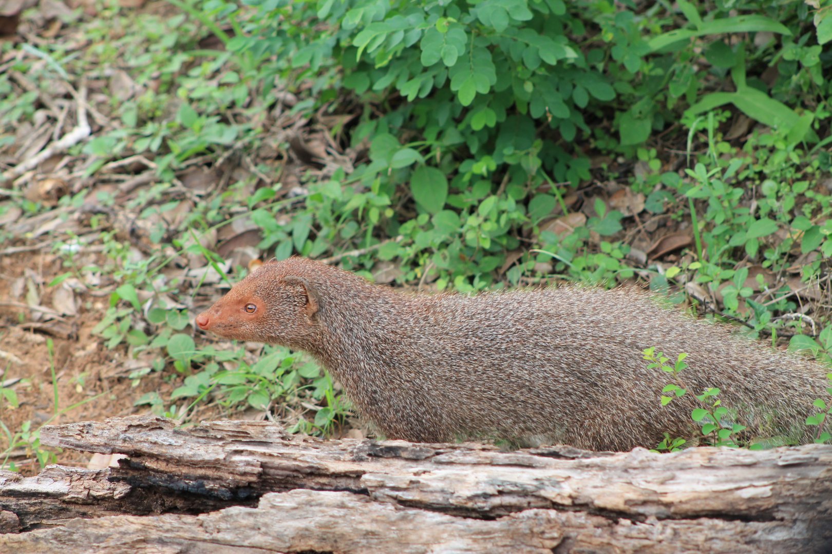 Ruddy Mongoose (Herpestes smithii zeylanicus)