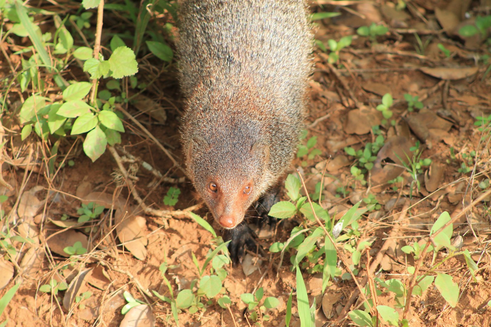 Ruddy Mongoose (Herpestes smithii zeylanicus)
