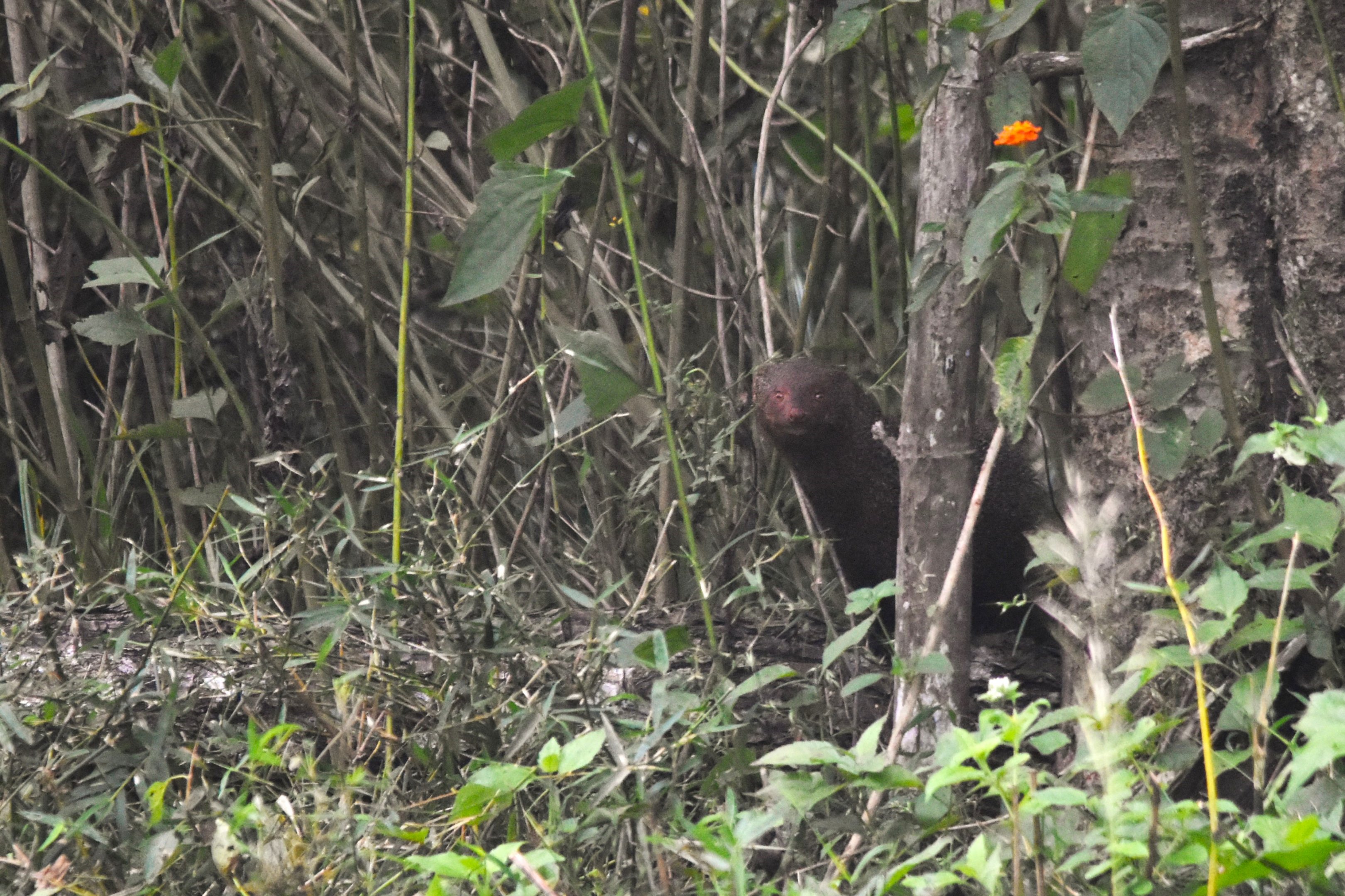 Ruddy Mongoose, Nagarahole Tiger Reserve, 20th November 2024
