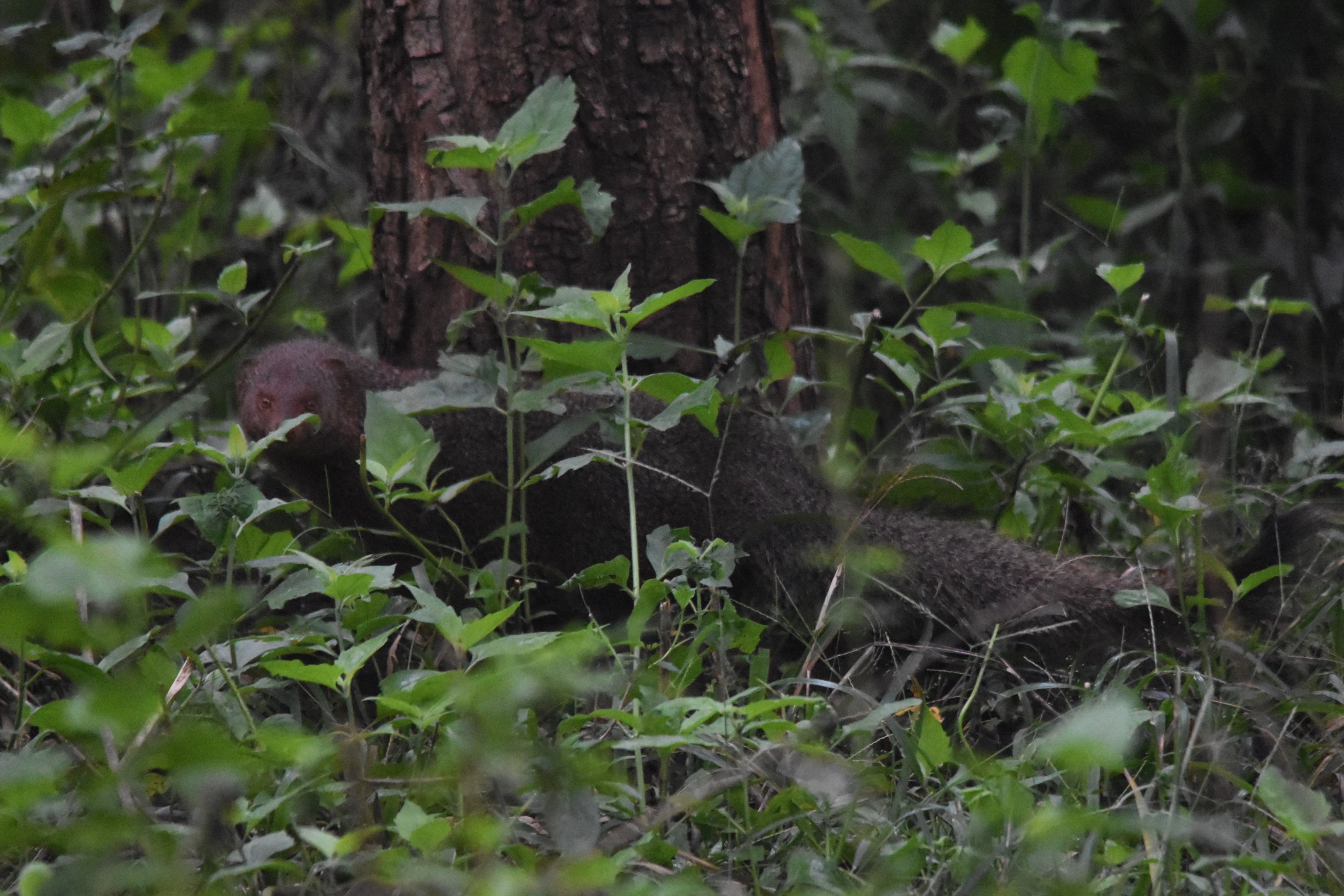 Ruddy Mongoose, Nagarahole Tiger Reserve, 22nd November 2024