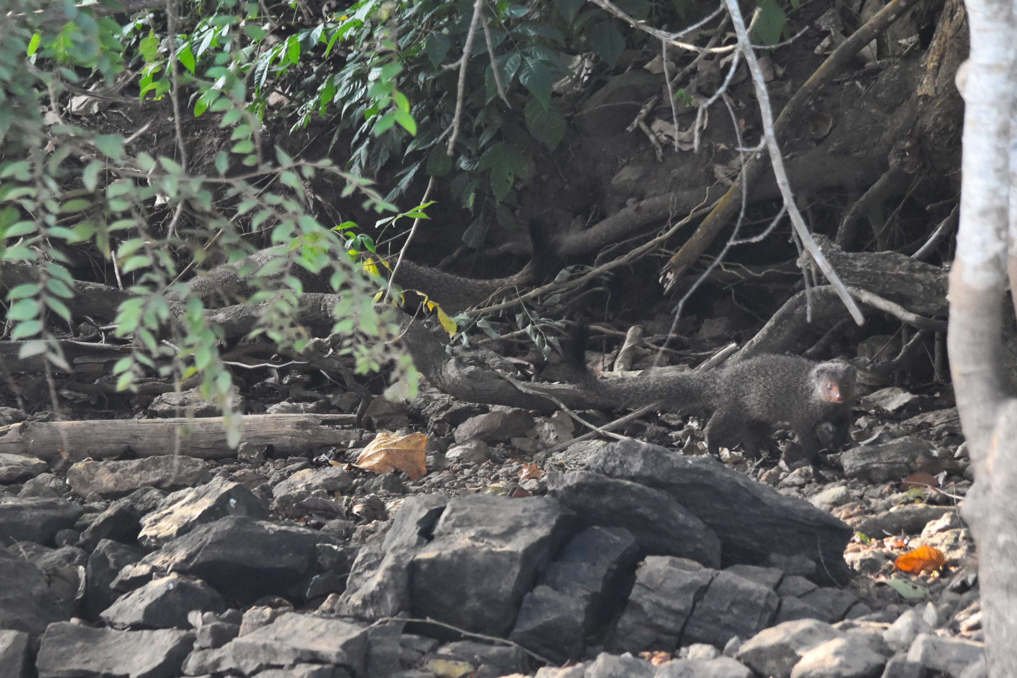 Ruddy Mongoose(s), Kabini River, 21st November 2024
