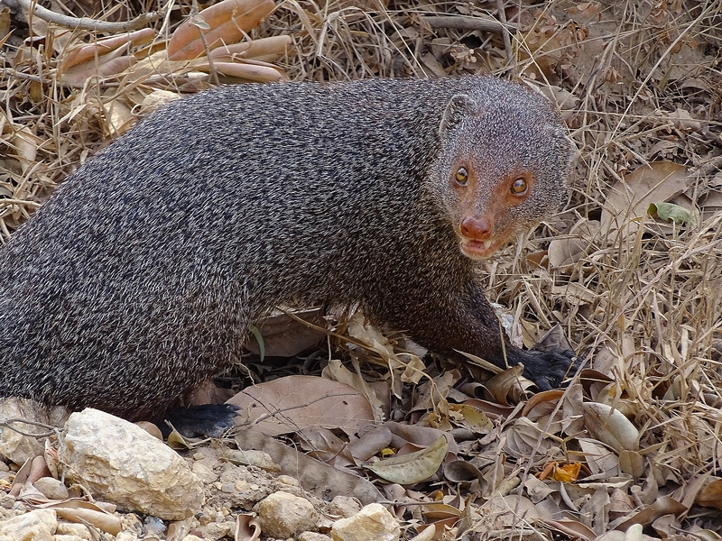 Ruddy mongoose