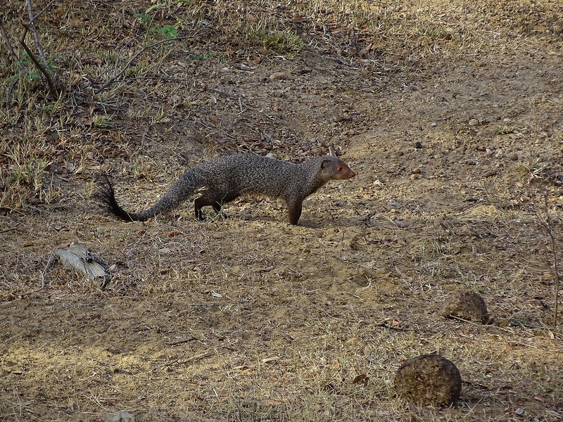 Ruddy mongoose