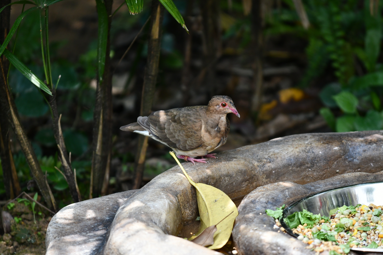 Ruddy Quail Dove (female?)