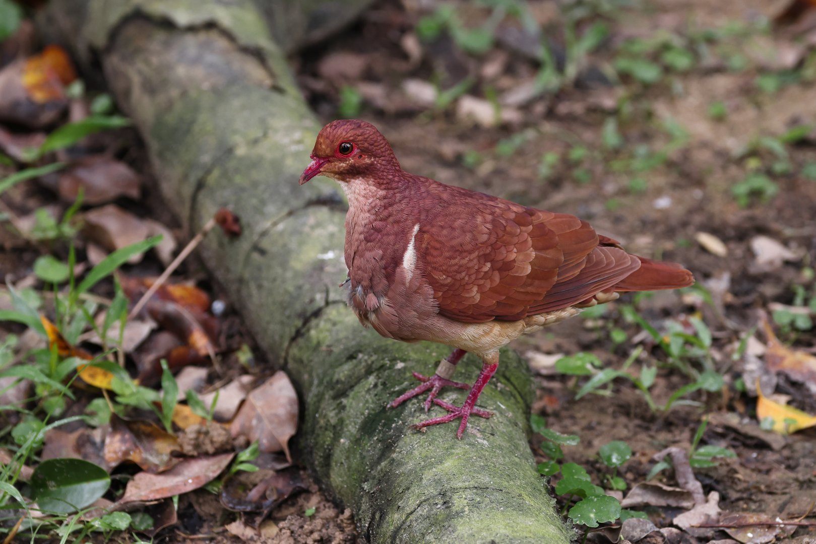 Ruddy Quail-dove (Geotrygon montana) - Amazonian Jewels